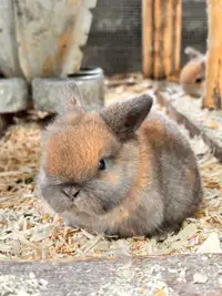 Pedigreed holland lop baby’s 