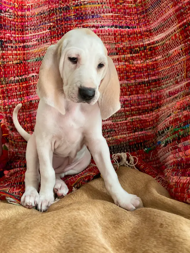 Rare opportunity. in Dogs & Puppies for Rehoming in City of Toronto - Image 6