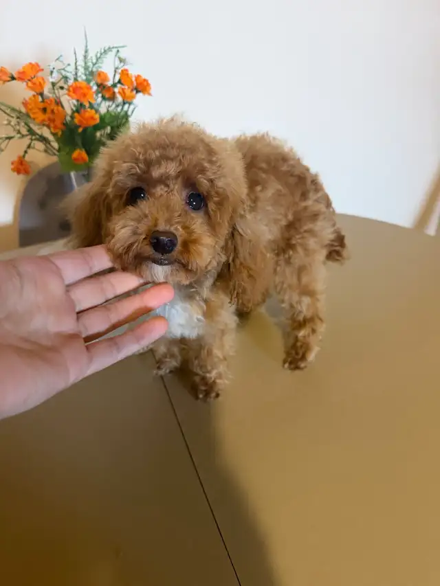 Pure  toy poodles in Dogs & Puppies for Rehoming in City of Toronto - Image 9