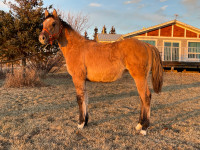 Registered AQHA filly