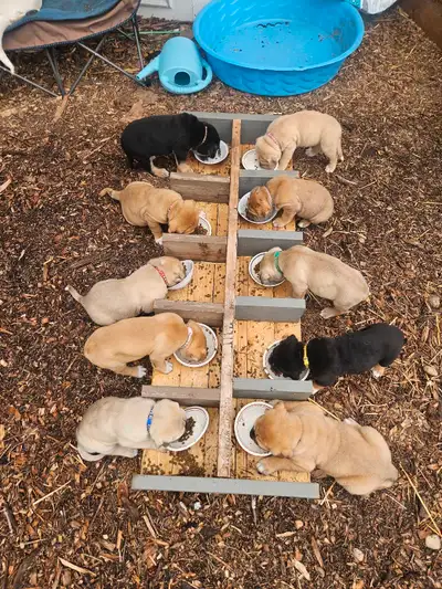 Adorable Puppies, View more