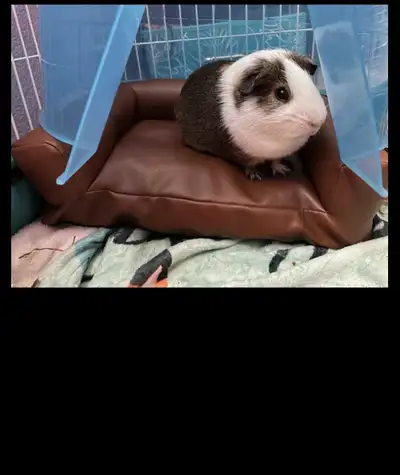 New Leather Couch Guinea Pigs Small Animals, View more