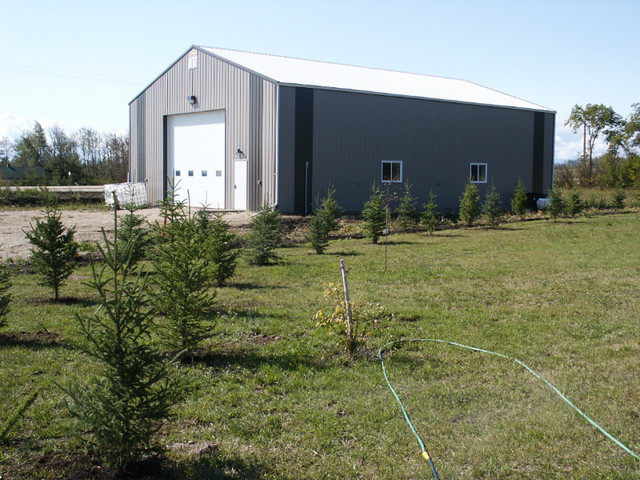 Spruce Trees For Sale in Plants, Fertilizer & Soil in Strathcona County - Image 2