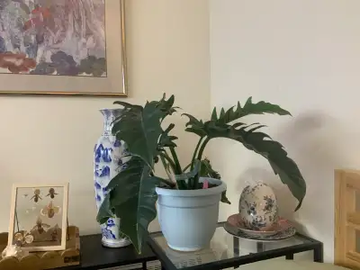 15$ Philodendron Ring of Fire - Large house plant ,many growths., View more