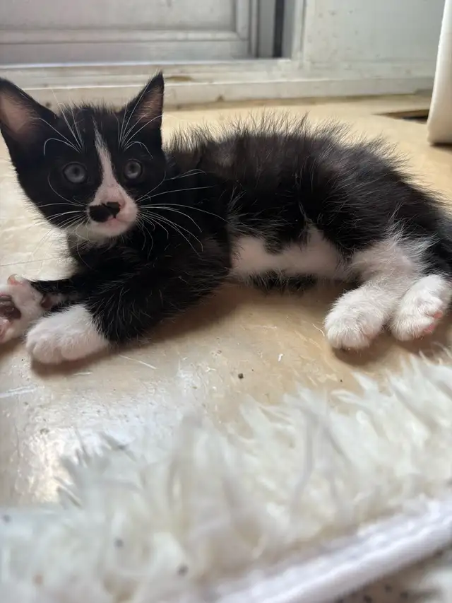 4 Lovely Kittens for sale [NEED GONE ASAP] in Cats & Kittens for Rehoming in City of Toronto - Image 7