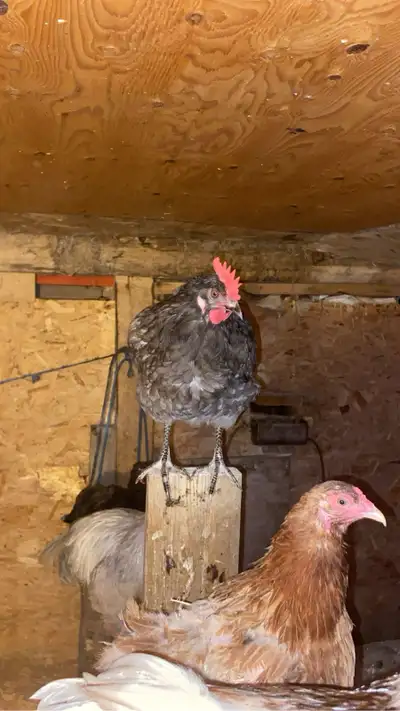 mixed chickens, View more