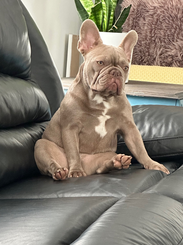 French bulldog in Dogs & Puppies for Rehoming in Prince Albert