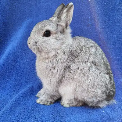 EXTRAORDINARY NETHERLAND DWARF, HOLLAND LOP, LIONHEAD, & MINI REX BUNNIES Home-raised. Handled daily...