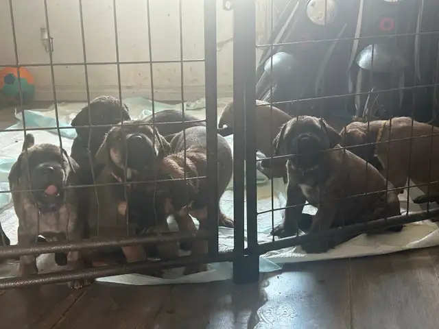 XXL - Cane Corso Puppies only a few left ! in Dogs & Puppies for Rehoming in Edmonton - Image 4