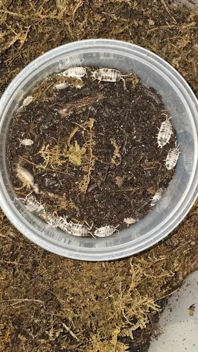 diary cow isopods, View more
