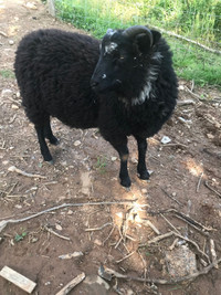 One year old Shetland ram