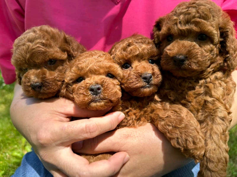 Dark red toy poodle puppies Dogs & Puppies for Rehoming City of