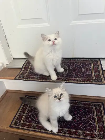Beautiful Ragdoll Kittens