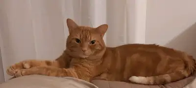 Je me départi de mon chat il répond au nom de Hellboy il a 7 ans opérer non degriffer. Je dois m'en...