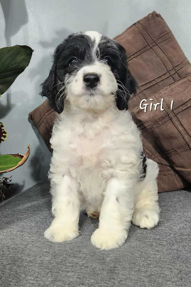 Cockapoo Puppies in Dogs & Puppies for Rehoming in Stratford