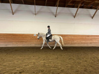 Warmblood Mare For Sale