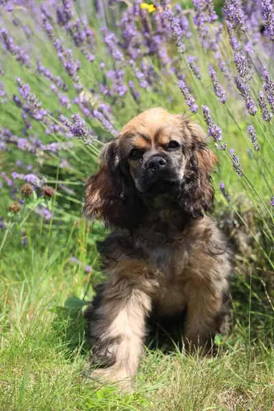 Adorable American Cocker Spaniel - Health Tested Parents, View more