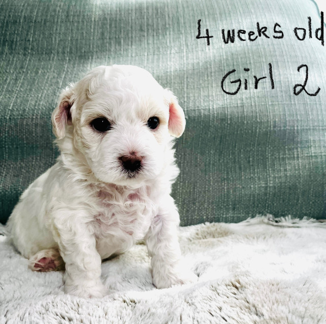 Beautiful Shih Tzu-Poodle/ Maltese-Poodle puppies  in Dogs & Puppies for Rehoming in Calgary - Image 4