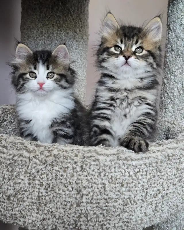 Beautiful TICA registered Siberian kittens