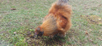 Beautiful silkie rooster 