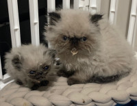 Blue Point Himalayan  ( Male & small female )