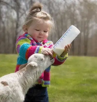Hi, We are looking for a few bottle lambs in central or north central alberta are.