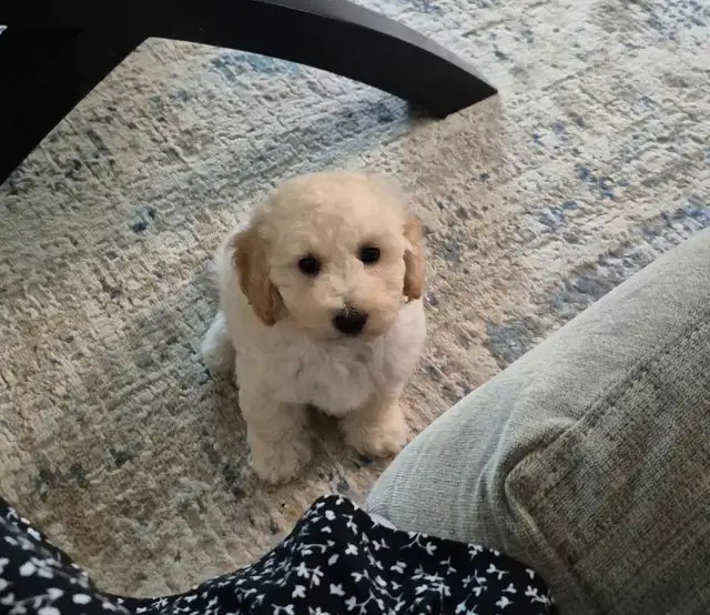 Beautiful male  bichonpoo in Dogs & Puppies for Rehoming in Hamilton - Image 2