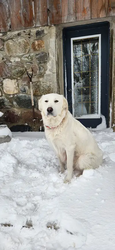 German shepherd Dad x maremma (great pyrenees) Mom. Both parents are great dogs, very calm and frien...