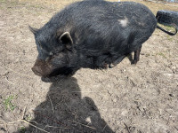 Fixed male mixed breed miniature pigs