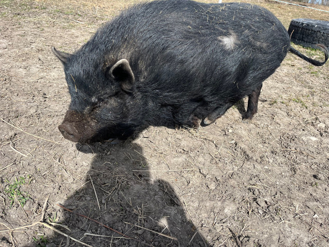 Fixed male mixed breed miniature pigs in Livestock in Ottawa