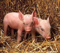 ISO: weaner piglets
