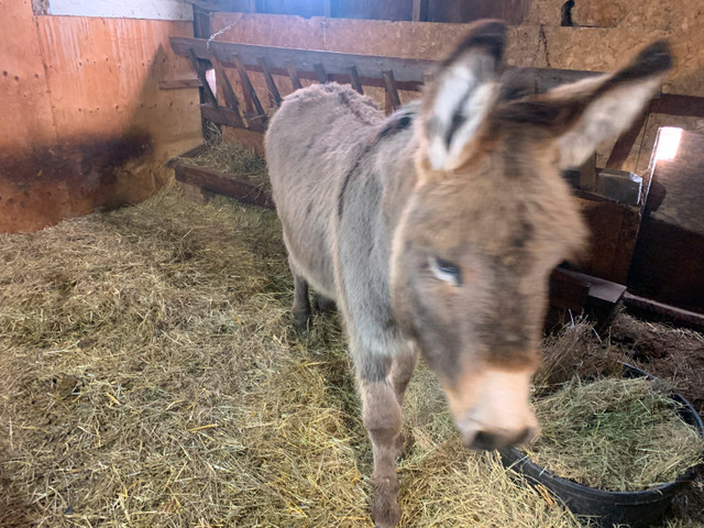 Donkey Available in Horses & Ponies for Rehoming in Regina - Image 2