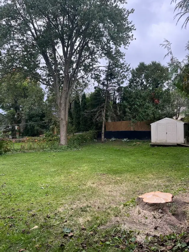 Tree work62864359960321121