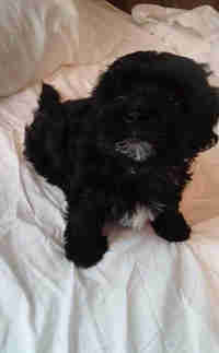 Shih Poo Pups 8 WEEKS old  (ONLY 2 LEFT)  in Dogs & Puppies for Rehoming in North Bay - Image 3