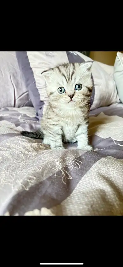 British short hair kittens (Summer sal), View more