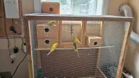 Budgies for sale 20$ each