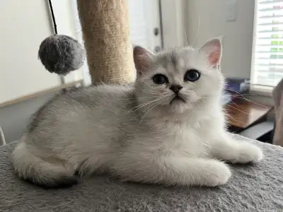 British short hair kittens, View more