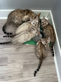 Top quality TICA registered Bengal kittens - health warranty 