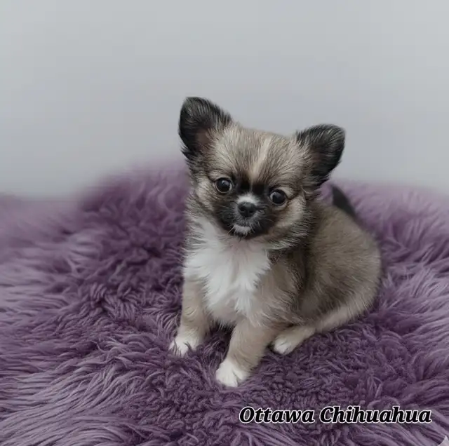 ✨️"Ottawa Chihuahua" Male Long-Coat, 3 months/1.11 lbs.! in Dogs & Puppies for Rehoming in Ottawa - Image 7