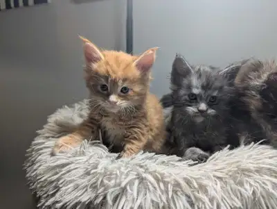 Registered with TICA. These kittens boast impressive lineage, exhibiting the breed's hallmark traits...