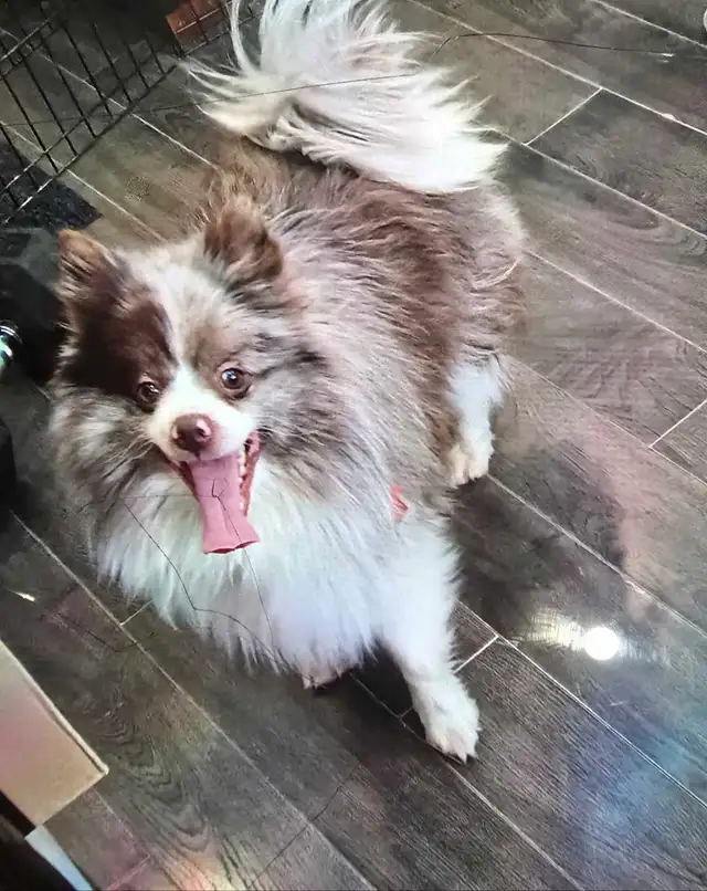 Male Pomeranien Merle/Chocolat in Dogs & Puppies for Rehoming in Laurentides - Image 2