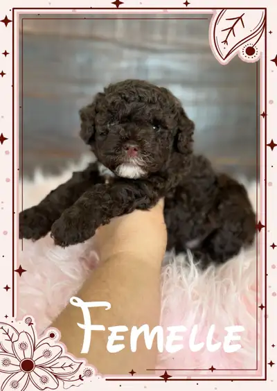 Chiots caniche 14-19 lbs poodle, View more