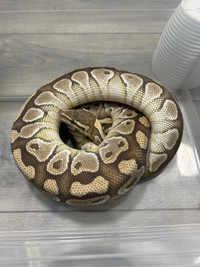 Breeder Female Ball Pythons