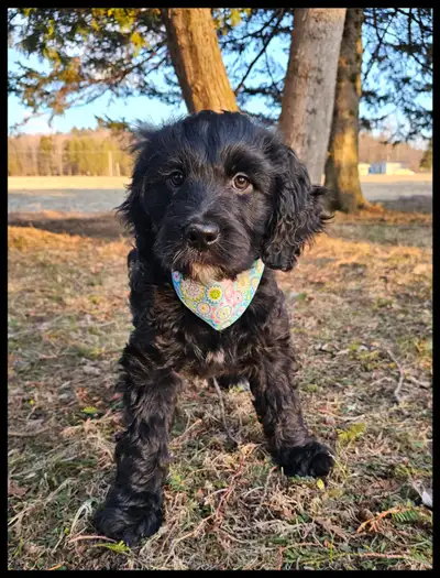 Nous recherchons une famille pour la vie pour nos 2 adorable petits GoldenDoodles. 2 mâles de dispon...