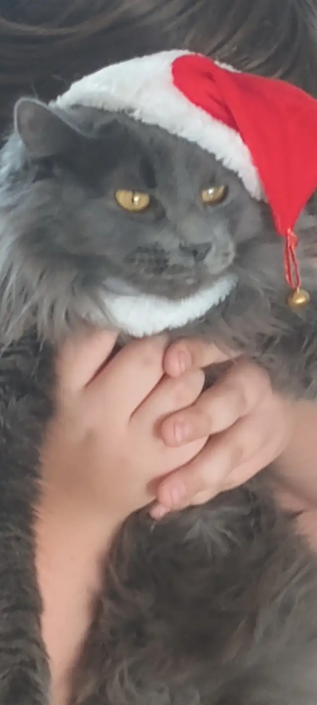 Chatte grise de 1ans  affectueusement pas opéréeni degriffee 80$ in Cats & Kittens for Rehoming in Lévis - Image 2