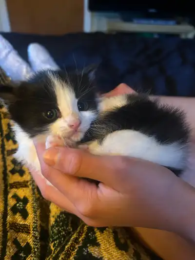 Sweet kittens , View more