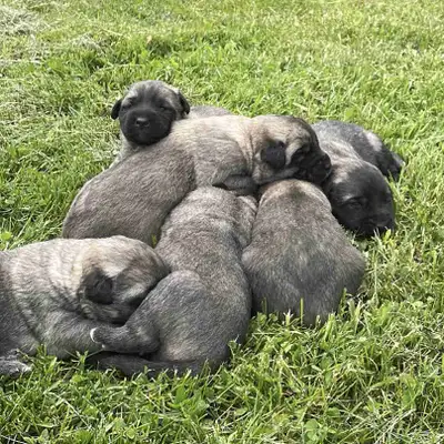 Kangal / Anatolian Shepherd puppies looking for homes. Born May 27th 2025, will be ready for new hom...