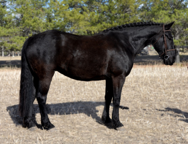 **SOLD** 2017 16hh Warmblood X Mare in Horses & Ponies for Rehoming in Edmonton