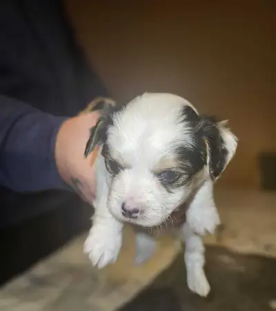 GORGEOUS MORKIES!, View more