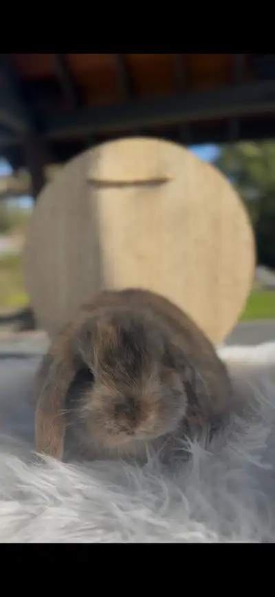 *cute holland lop bunny* { sweet/loving/friendly}, View more
